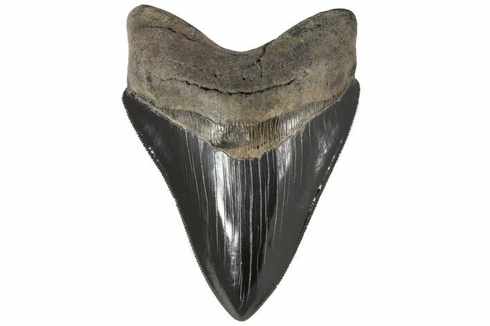 Serrated, Fossil Megalodon Tooth - Collector Quality #84144